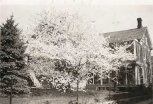 Image of white-petaled tree in the back lawn area. Brick house with chimney visible behind tree